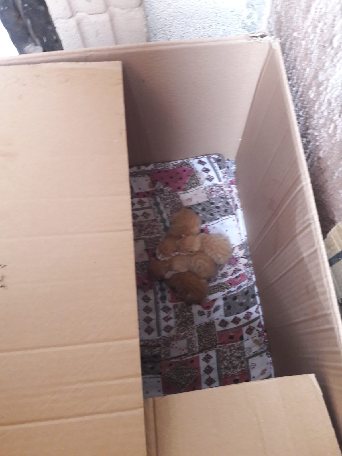 5e7f187cae184_kedi41