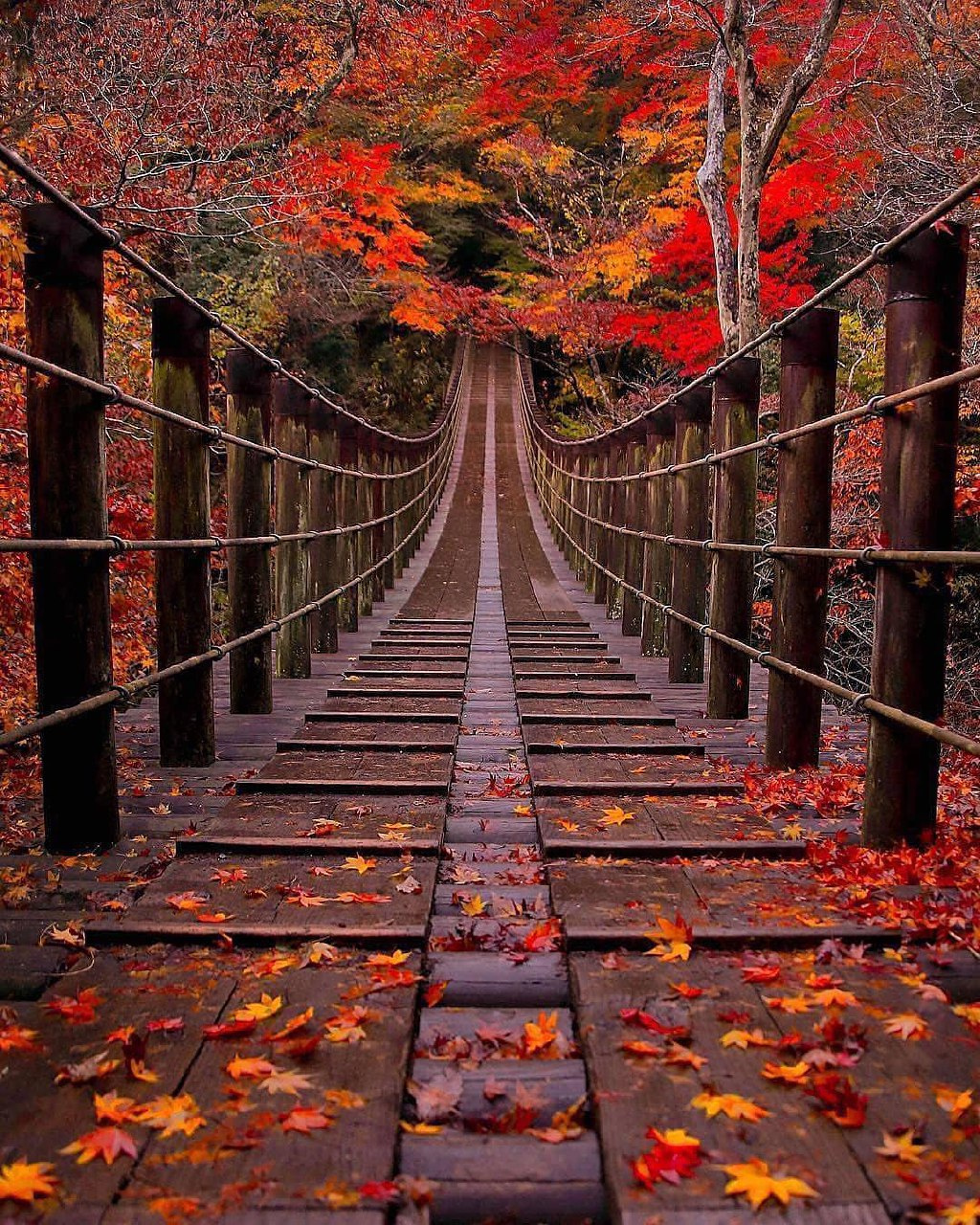5ec7040921633_bridge