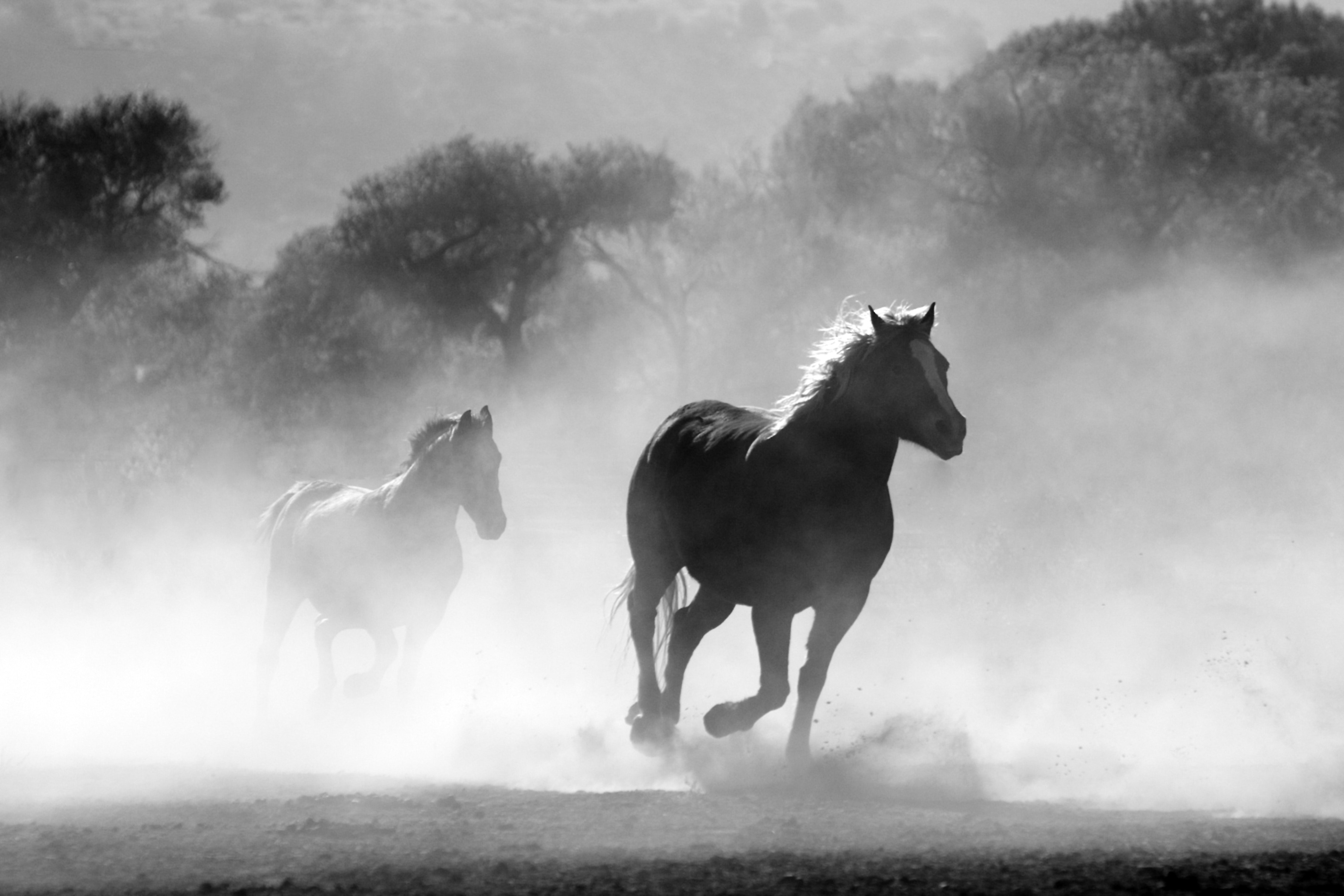 5ec74ab412511_nature-animal-fog-freedom-52500