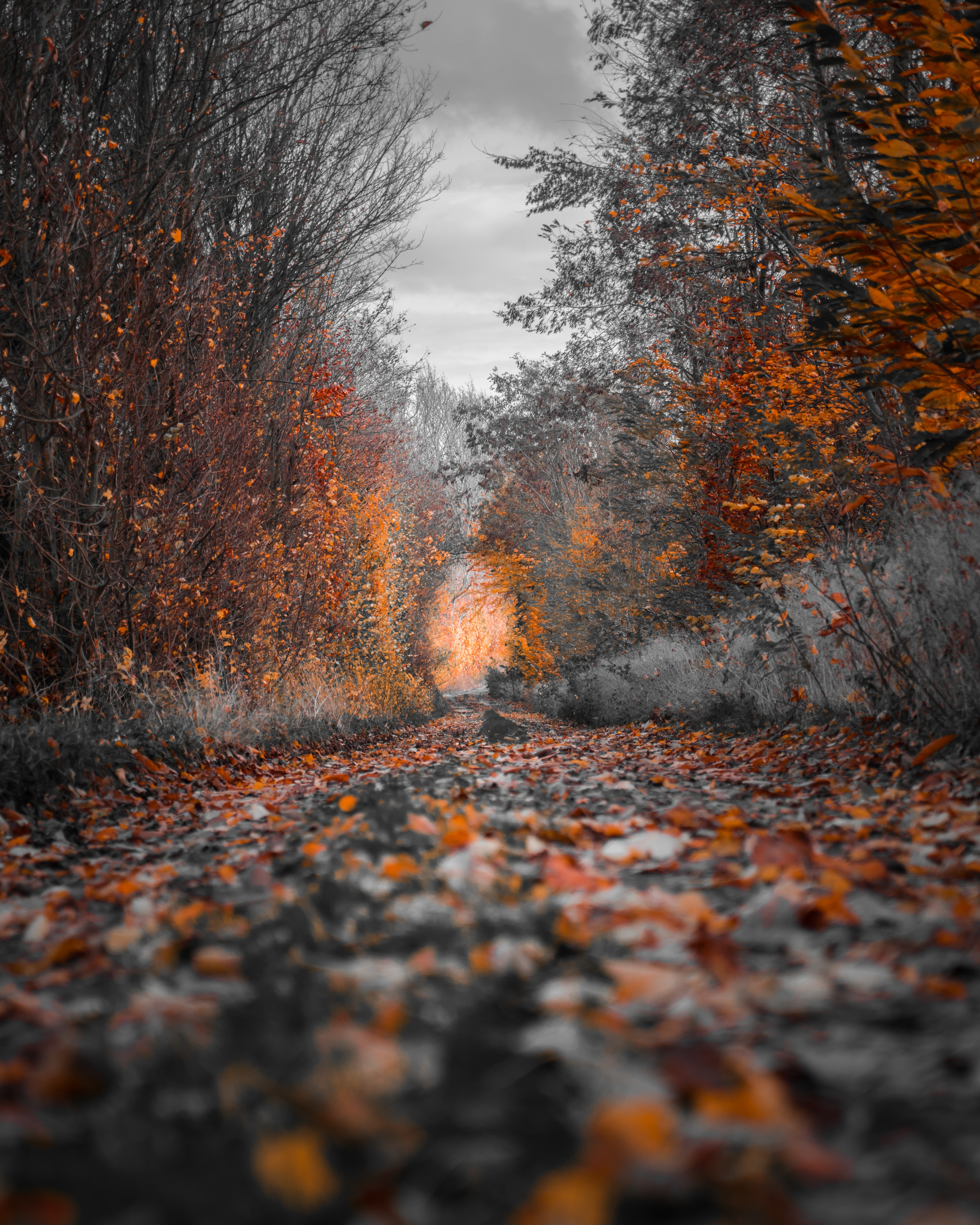 5ec74ba4094a7_photography-of-fall-trees-1591447