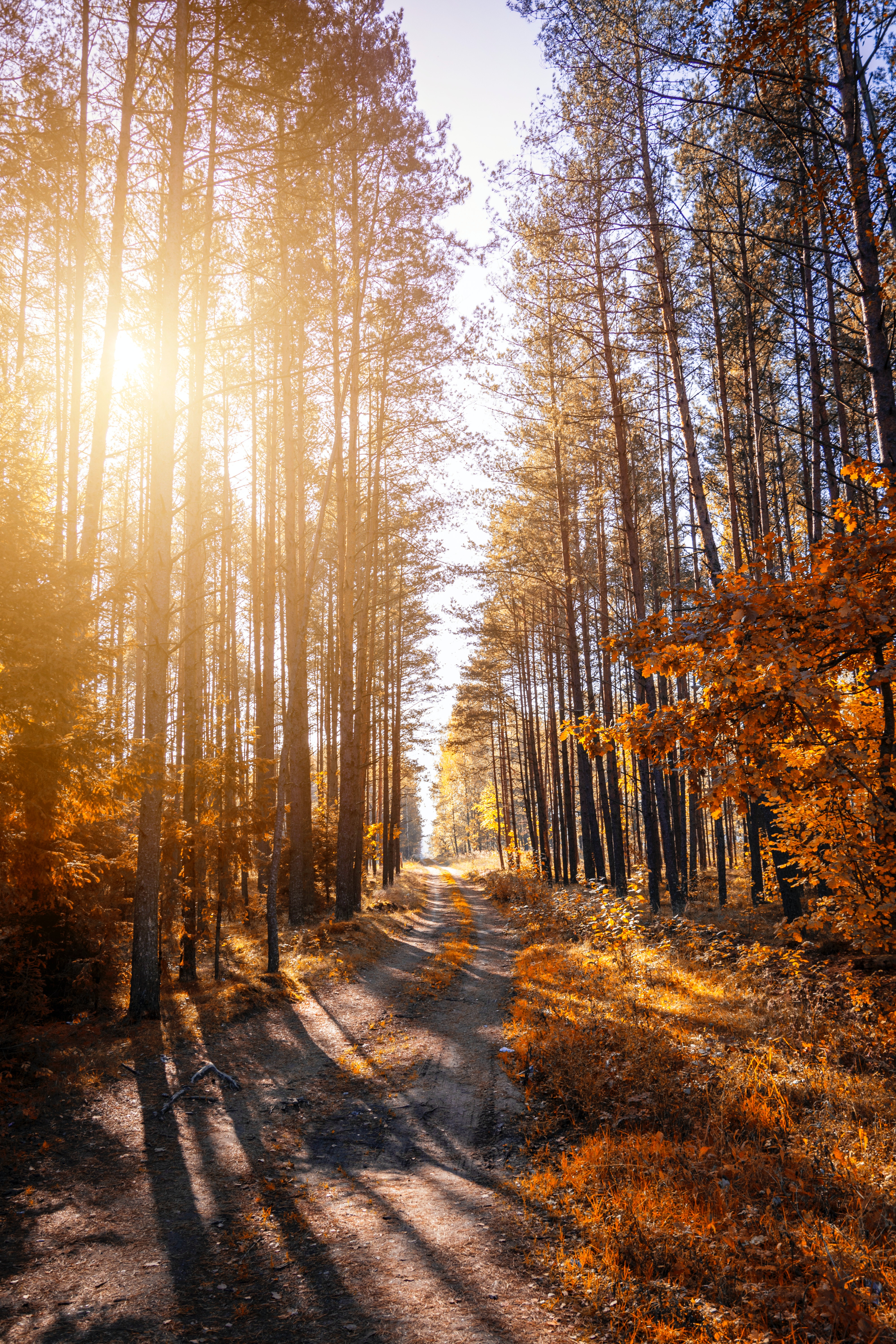 5ec74c200a4e3_photo-of-a-pathway-in-a-fo