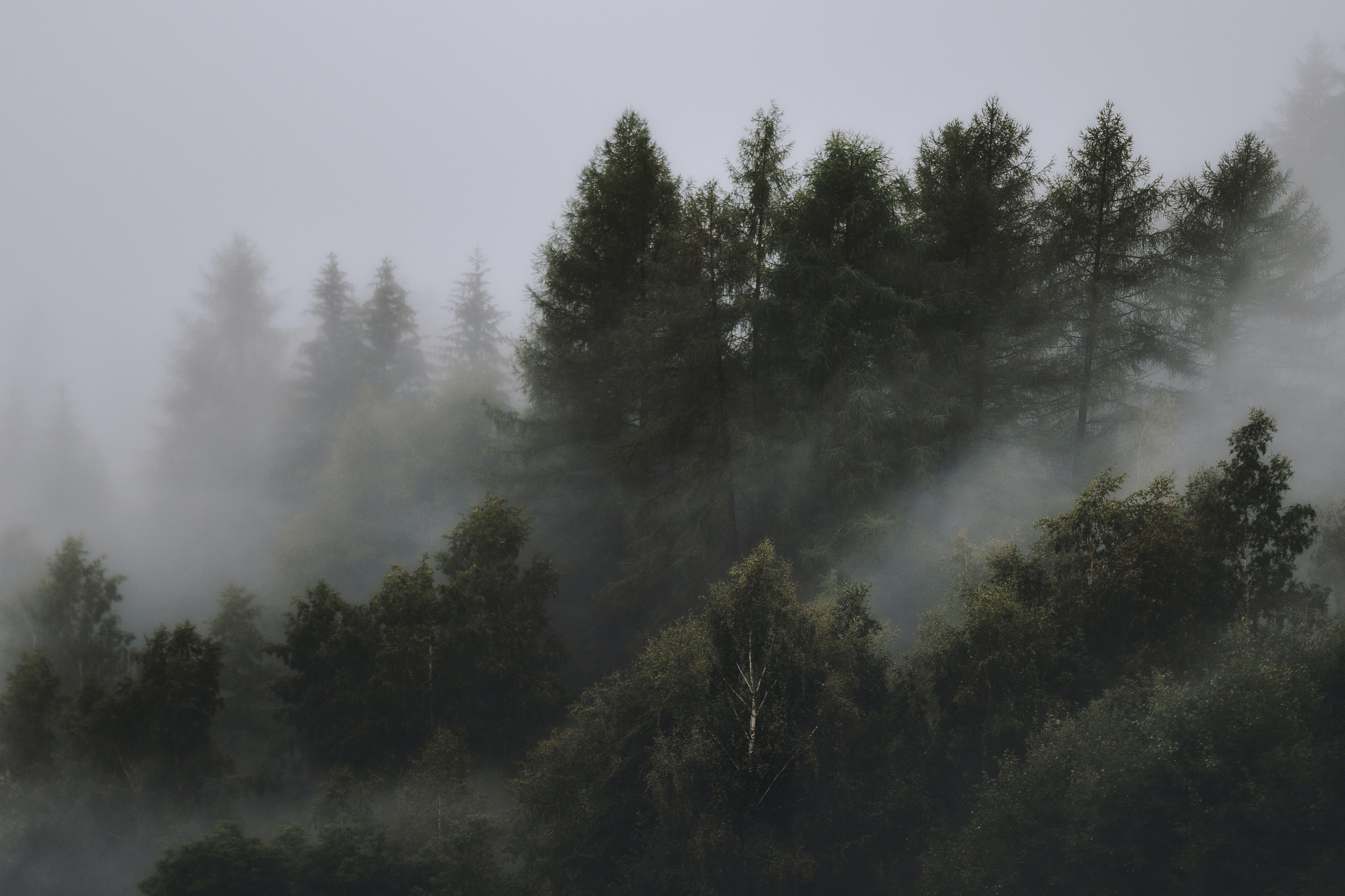 5ec74c9b233e1_photo-of-foggy-forest-1367192