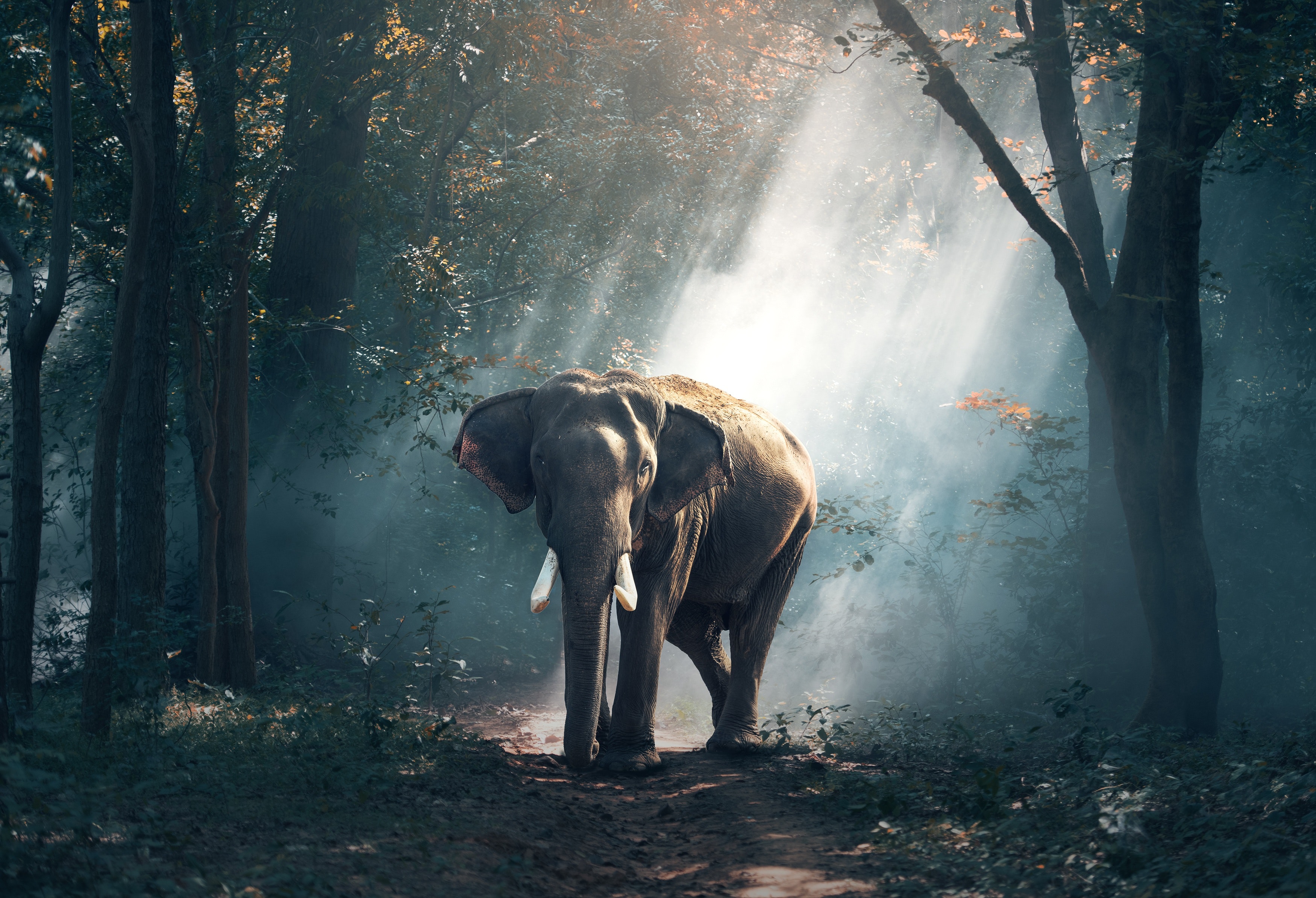 5ec86a3bcee90_view-of-elephant-in-water-247431