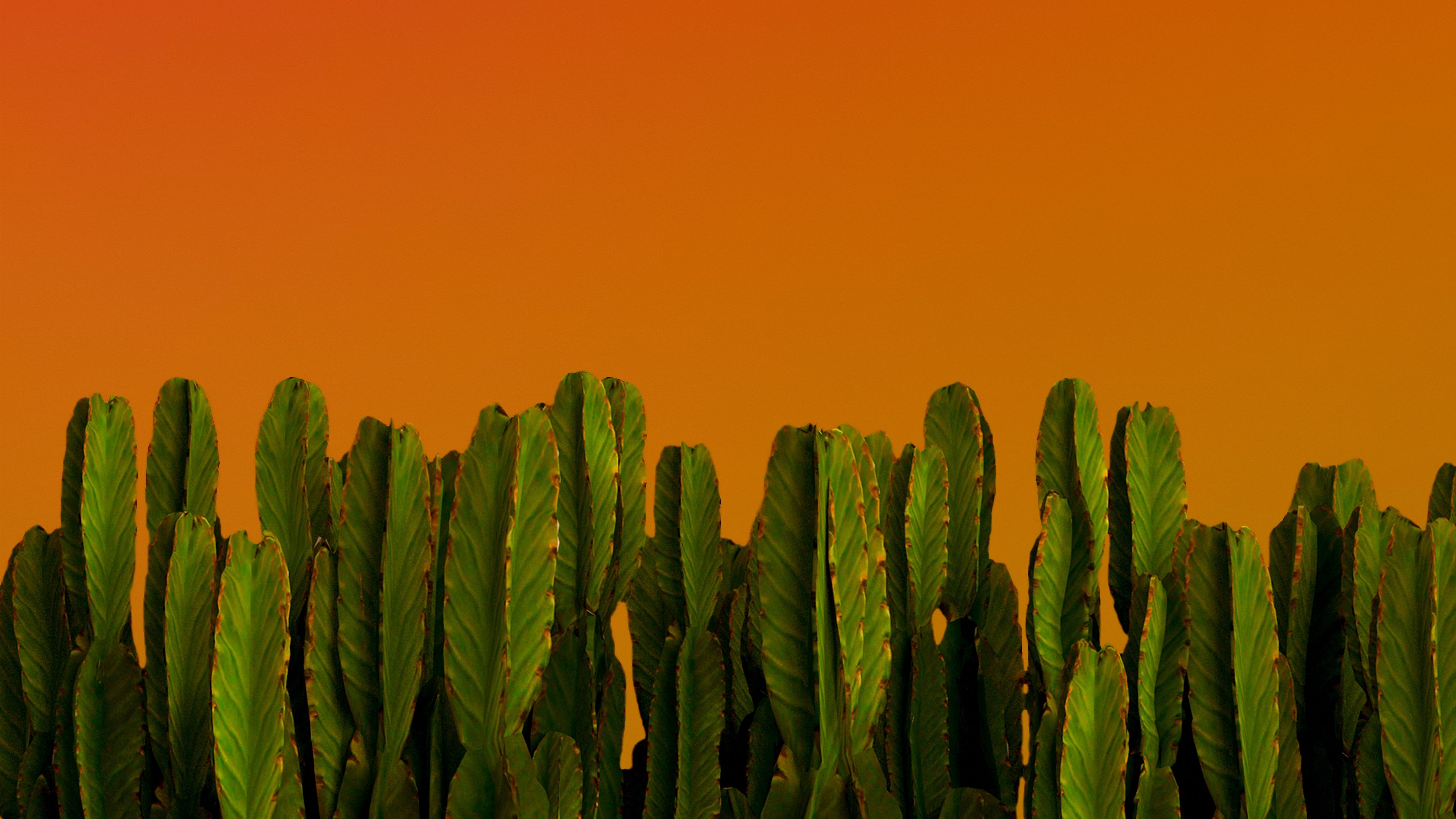 5f518fc64254a_cacti_plants_green_183961_3840x2160